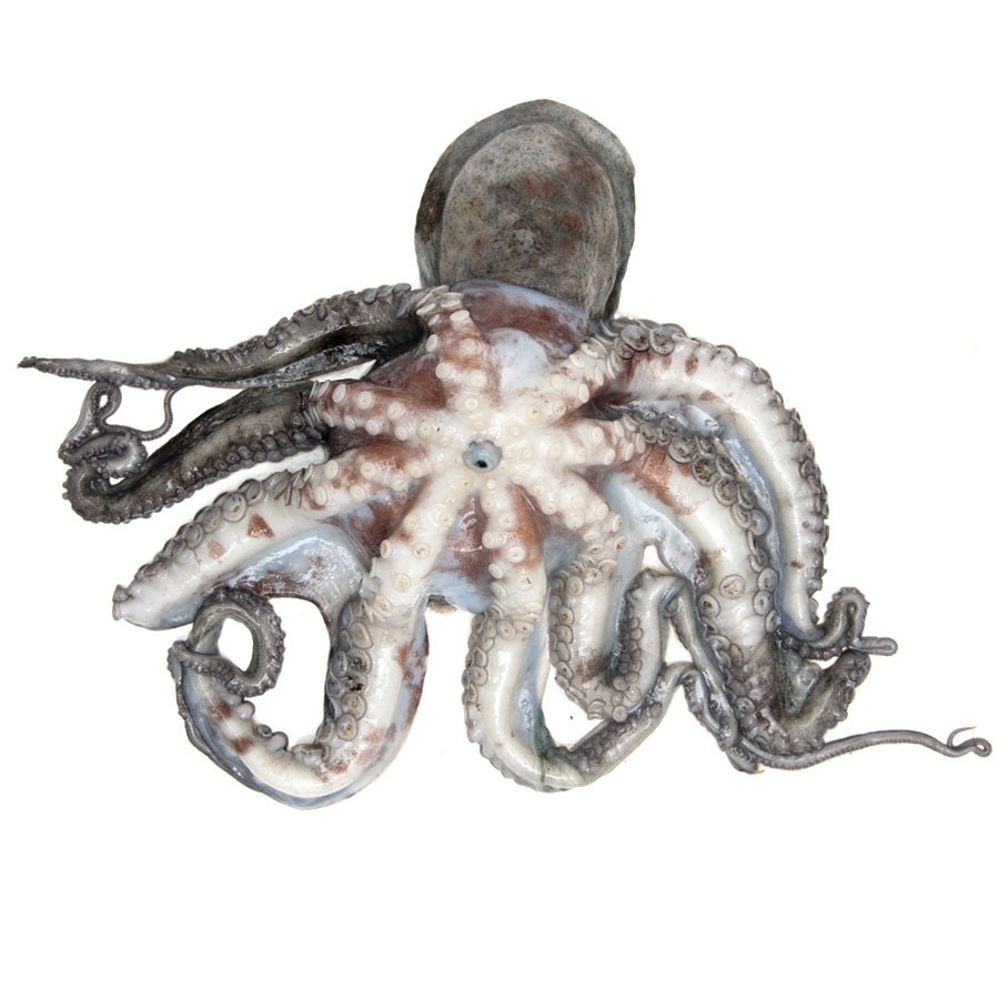 Pulpo cabezón kilo