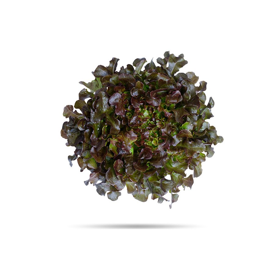 Lechuga hoja roble 1ª peso minimo 200 g