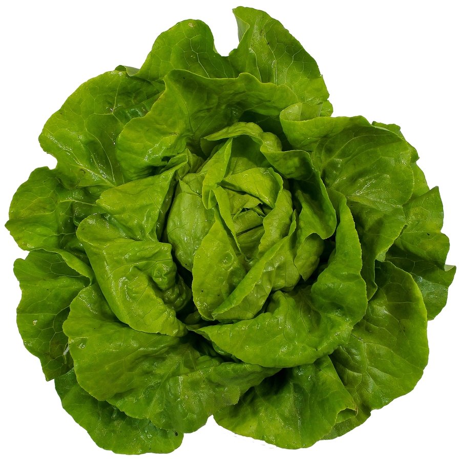 Lechuga lisa unidad 1ª (peso mínimo 200 g)